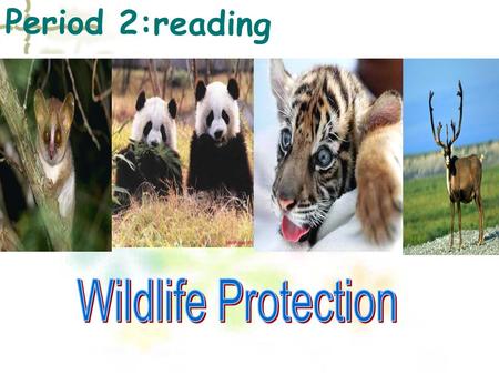 Period 2:reading. Summary * A story of Daisy How Daisy learned to help wildlife **Some new words & useful expressions.