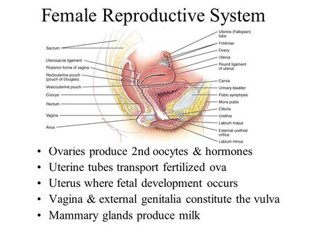 presentation on female reproductive system