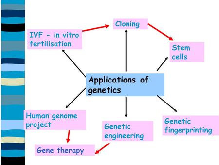 Applications of genetics Cloning IVF - in vitro fertilisation Stem cells Genetic fingerprinting Genetic engineering Human genome project Gene therapy.