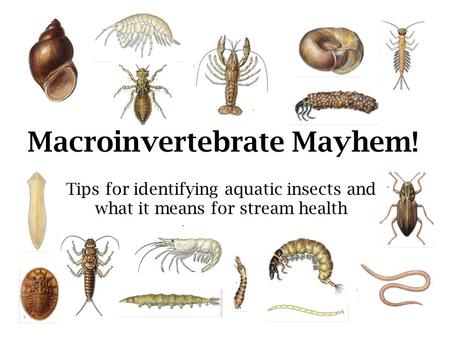 Macroinvertebrate Mayhem!