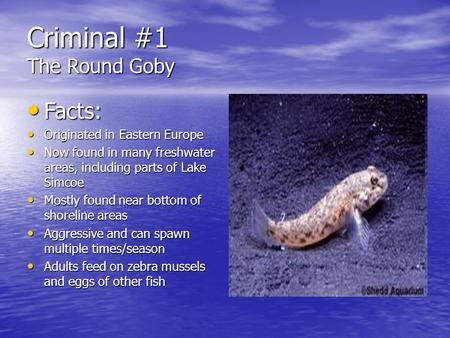 Criminal #1 The Round Goby