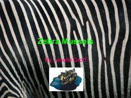 Zebra Mussels By Janelle Groff. What is a Zebra Mussel? The zebra mussel, Dreissena polymorpha, is a species of small freshwater mussel, an aquatic bivalve.