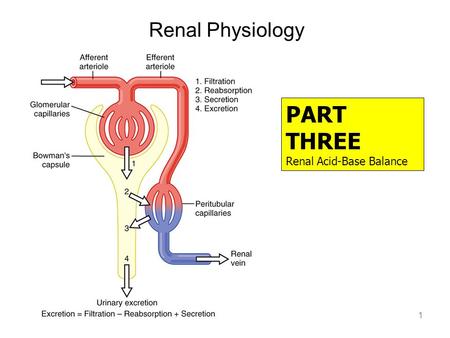 Renal Physiology 1 PART THREE Renal Acid-Base Balance.