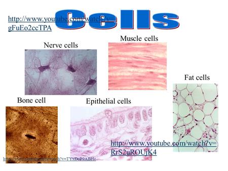 Nerve cells Muscle cells Epithelial cells Bone cell Fat cells   gFuEo2ccTPA