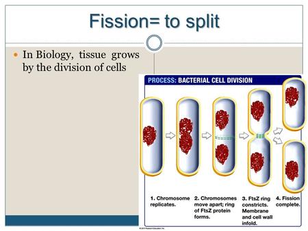 Fission= to split In Biology, tissue grows by the division of cells.