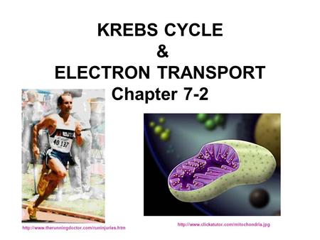 KREBS CYCLE & ELECTRON TRANSPORT Chapter 7-2