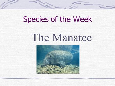 Species of the Week The Manatee. Where do they live? Warm water of shallow rivers, bays, estuaries & coastal waters Florida’s coastal waters during winter.
