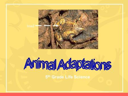 Toad Animal Adaptations 5th Grade Life Science.