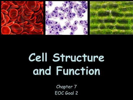 Cell Structure and Function Chapter 7 EOC Goal 2.