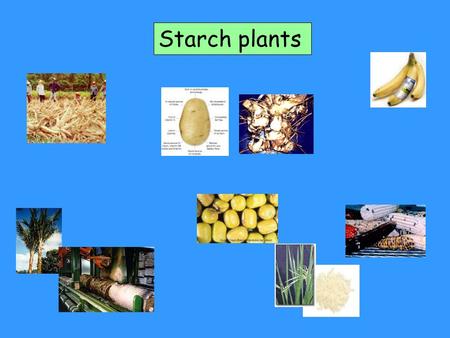 Starch plants. Starch granule in plant cell.