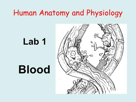 Human Anatomy and Physiology Lab 1 Blood. Background: I. Blood is a connective tissue composed of formed elements (cells and cellfragments) and intercellular.