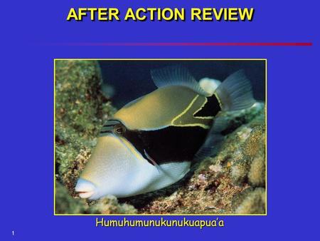 1 AFTER ACTION REVIEW Humuhumunukunukuapua’a. After Action Review.
