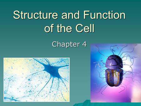 Structure and Function of the Cell Chapter 4. 4.1 Discovering the cell…   1665 – Hooke looked at plants under the microscope and saw little boxes –