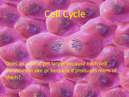 Cell Cycle Does an animal get larger because each cell increases in size or because it produces more of them?