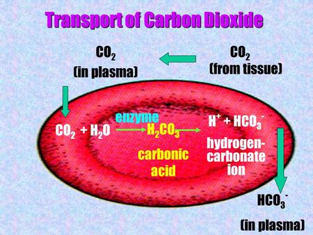Transport of Carbon Dioxide