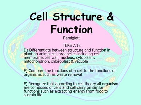 Cell Structure & Function Famigletti TEKS 7.12 D) Differentiate between structure and function in plant an animal cell organelles including cell membrane,