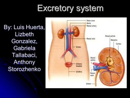 Excretory system By: Luis Huerta, Lizbeth Gonzalez, Gabriela Tallabaci, Anthony Storozhenko.