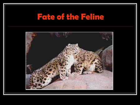 Fate of the Feline. The Snow Leopard Fast Facts Type: Mammal Diet: Carnivore Size: 4 to 5 ft (1.2 to 1.5 m); Tail, 36 in (91 cm) Weight: 60 to 120 lbs.