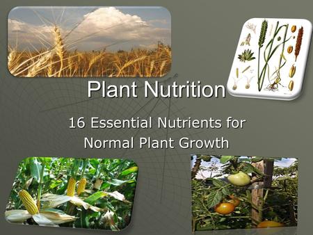 Plant Nutrition 16 Essential Nutrients for Normal Plant Growth.