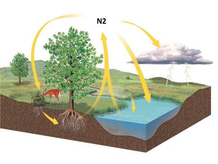 N2 Nitrogen Cycle What is the NITROGEN CYCLE? The atoms of nitrogen moves from the atmosphere to the soil, through plants and animals, and back into.