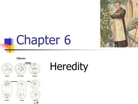 Chapter 6 Heredity.