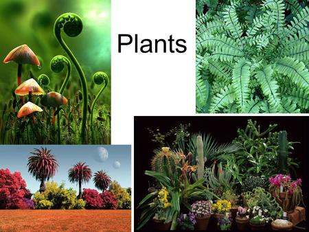 Plants. Plant Diversity About 280,000 species of plants have been identified By total mass, plants are the dominant organisms on Earth Common features.