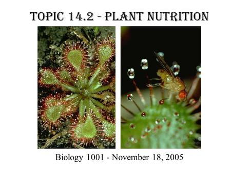 Topic 14.2 - Plant Nutrition Biology 1001 - November 18, 2005.