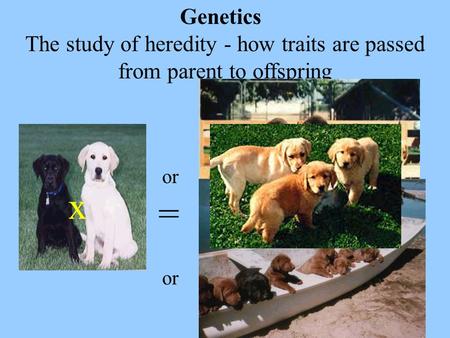 Genetics				 The study of heredity - how traits are passed from parent to offspring or x = or.