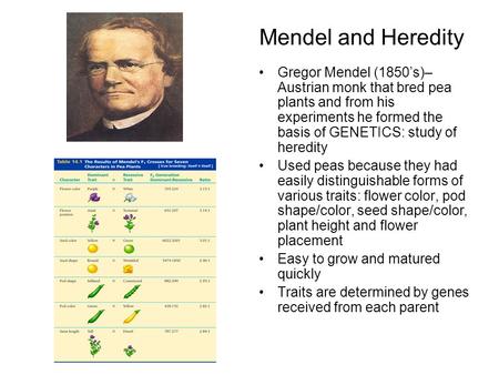 Mendel and Heredity Gregor Mendel (1850’s)– Austrian monk that bred pea plants and from his experiments he formed the basis of GENETICS: study of heredity.