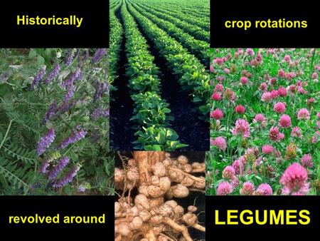 Crop rotations Historically revolved around LEGUMES.