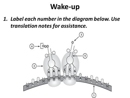Wake-up Label each number in the diagram below. Use translation notes for assistance.