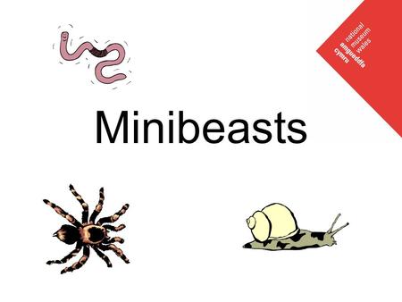Minibeasts. What is a minibeast? All of these creatures can be called minibeasts Insects Arachnids (spiders) Crustaceans (woodlice) Myriapods (centipedes/