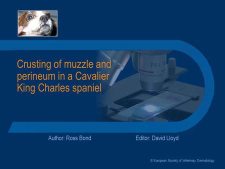 Crusting of muzzle and perineum in a Cavalier King Charles spaniel Author: Ross BondEditor: David Lloyd © European Society of Veterinary Dermatology.