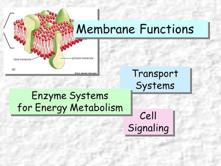 Membrane Functions Transport Systems Enzyme Systems