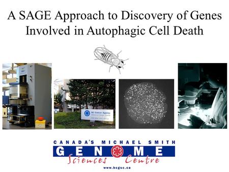 A SAGE Approach to Discovery of Genes Involved in Autophagic Cell Death.