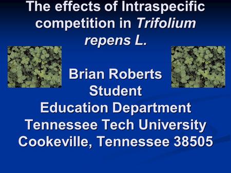The effects of Intraspecific competition in Trifolium repens L. Brian Roberts Student Education Department Tennessee Tech University Cookeville, Tennessee.