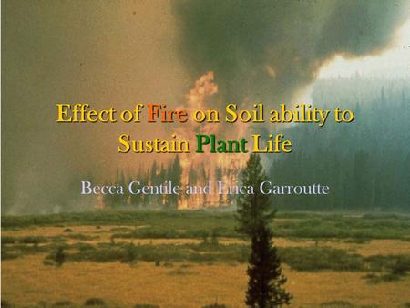 Effect of Fire on Soil ability to Sustain Plant Life Becca Gentile and Erica Garroutte.