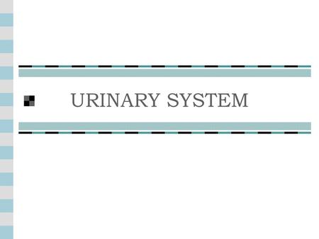 URINARY SYSTEM. Urinary System Function = to form and eliminate urine Consists of: Two kidneys Organs of excretion Regulate body fluids’ composition,