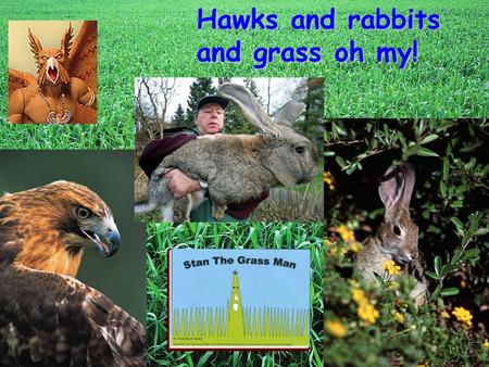 Hawks and rabbits and grass oh my! Questions to Ponder How do organisms interact with each other in an environment? What should an ideal population look.