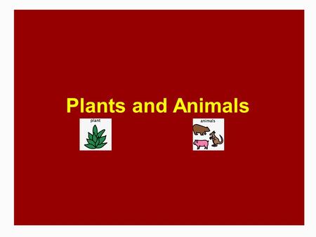 Plants and Animals. Table of contents  GLCE and EGLCE  Test items  About my students  Plant or Animal?  Grouping into Trees, Flowers, Wild Animals,