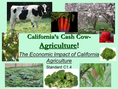 California’s Cash Cow- Agriculture! The Economic Impact of California Agriculture Standard C1.4.