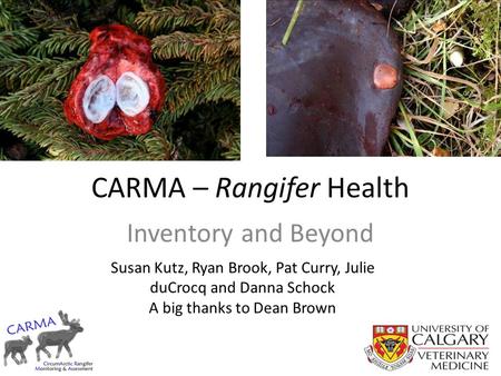 CARMA – Rangifer Health Inventory and Beyond Susan Kutz, Ryan Brook, Pat Curry, Julie duCrocq and Danna Schock A big thanks to Dean Brown.