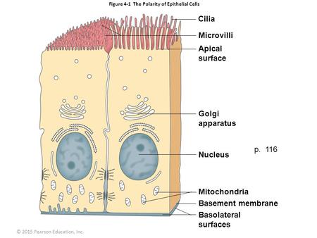 Figure 4-1 The Polarity of Epithelial Cells