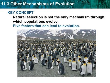 KEY CONCEPT Natural selection is not the only mechanism through which populations evolve. Five factors that can lead to evolution.