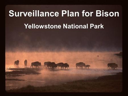Surveillance Plan for Bison Yellowstone National Park.