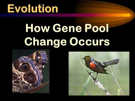 Evolution How Gene Pool Change Occurs. What exactly is a SPECIES? Species: Group of similar organisms that can breed and produce fertile offspring Example: