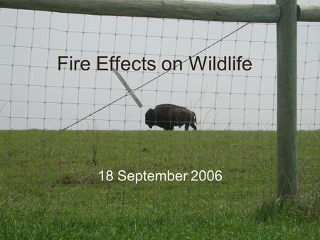 Fire Effects on Wildlife 18 September 2006. Direct Effects Few studies, marked re-capture approach ideal –Body size and mobility, i.e. burrowing, influence.