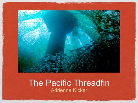 The Pacific Threadfin Adrienne Kicker.