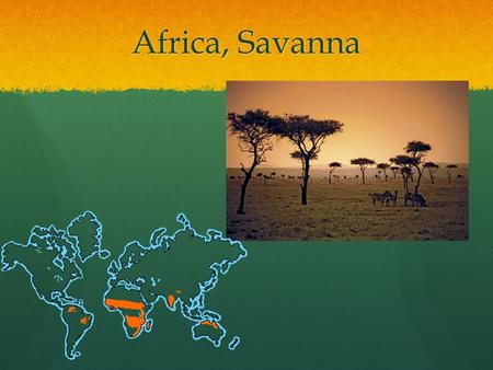Africa, Savanna. 3 animals that live in Africa, Savanna Rhinoceros live in groups of 3 or less and can weigh up to 500 pounds. They eat leaves and grass.