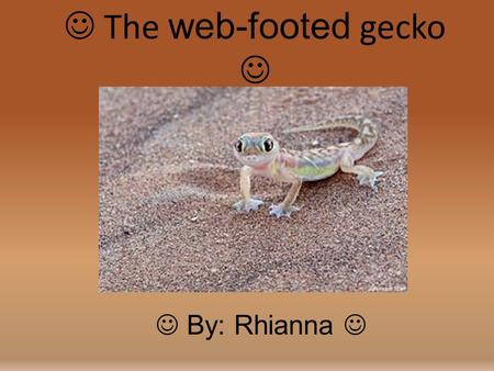 The w eb-footed gecko By: Rhianna. General information The web-footed gecko goes into the reptiles group The Web-footed gecko scientific name is palmatogecko.